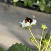 まあの画像