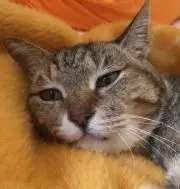 yumeの画像