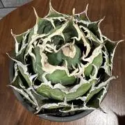 アガベ 白鯨 チタノタ 親株 特大 - メルカリ