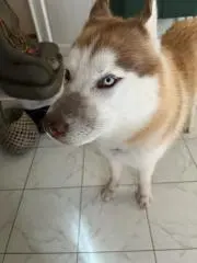 PatPakの画像