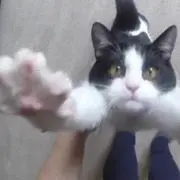 ねこねこねこ