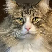 にゃごまるの画像
