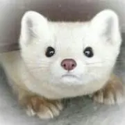 ふうたんママ