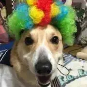 トロル