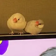 田中︎✿値下げ交渉⭕️の画像