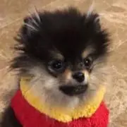 ミクの画像