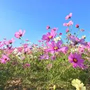 Muの画像