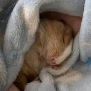 ぽぽ