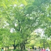yの画像