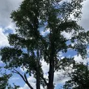 シンタの画像