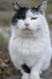ポンズ