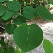 はなこ⭐︎プロフご確認ください⭐︎の画像
