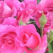 SweetSeasonの画像