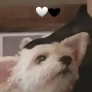 やの画像