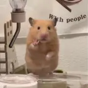 まなの画像