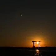 ゴリの画像