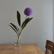 ちぃこの画像