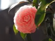 せおさんの画像