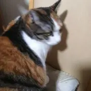 ねむねむにゃんこ