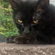 ジンギスカン