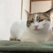 コメの画像