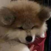 サマリーの画像