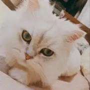 よろしくお願いしますの画像
