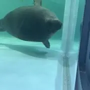 しんばの画像
