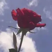 即購入Okの画像