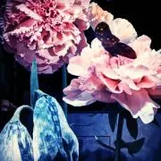 Didymoiの画像