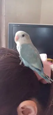 さーの画像
