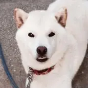 toyoの画像