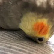 しようこ
