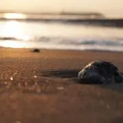 akiの画像