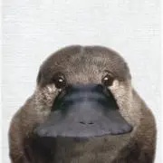 ぬぬの画像