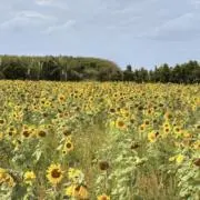 Sunflowerの画像
