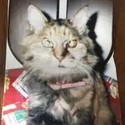 りりの画像