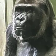 黄金仮面の画像