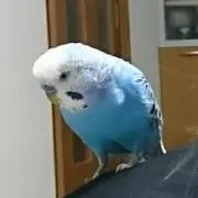ぷーんの画像
