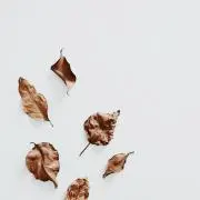 ruru‪‪の画像