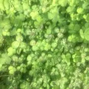 葉っぱ☘︎︎プロフ必読の画像