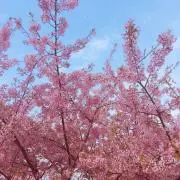 さくらの画像