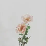 n.necoの画像