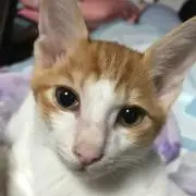 ねぎちゃん　プロフお読みください。