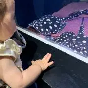 みりんぼしの画像