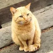 パピヨンの画像