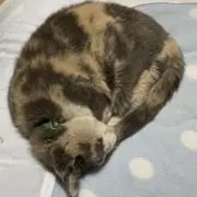 つばさ