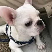 ななふうとうの画像