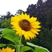 Ｋの画像