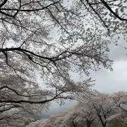 Rin☆の画像